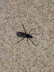 Penthetria heteroptera