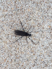 Penthetria heteroptera