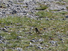 Carduelis citrinella