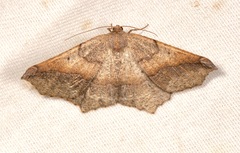 Prochoerodes forficaria