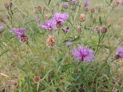 Centaurea oxylepis