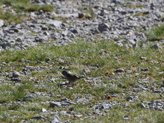Carduelis citrinella