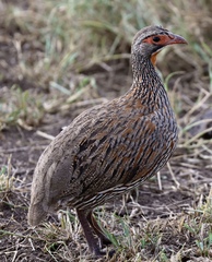 Pternistis rufopictus