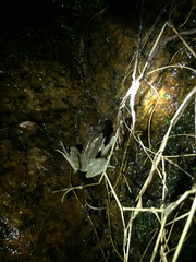 Guibemantis