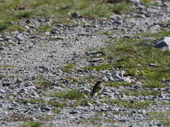 Carduelis citrinella