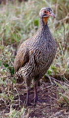 Pternistis rufopictus