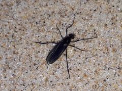 Penthetria heteroptera
