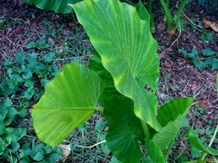 Alocasia