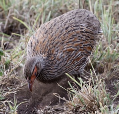 Pternistis rufopictus