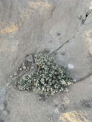 Eriogonum ovalifolium