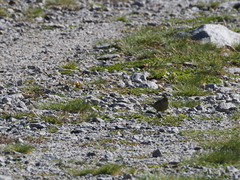 Carduelis citrinella
