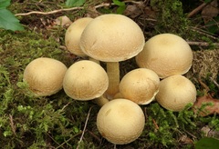Gymnopilus ventricosus