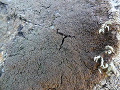 Anaptychia runcinata