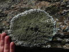 Xanthoparmelia conspersa