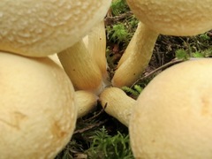 Gymnopilus ventricosus