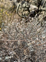 Eriogonum wrightii nodosum