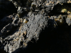 Hydropunctaria maura