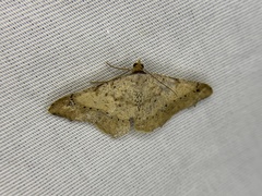 Psamatodes trientata