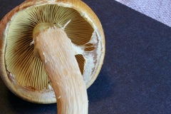 Gymnopilus ventricosus