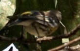 Setophaga coronata