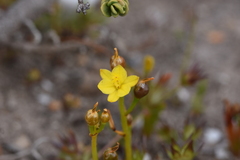 Bulbine bulbosa
