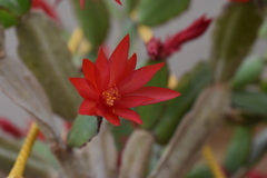 Rhipsalidopsis gaertneri