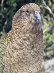 Nestor notabilis