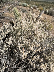 Eriogonum wrightii nodosum
