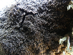 Anaptychia runcinata