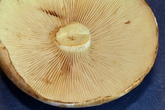 Gymnopilus ventricosus