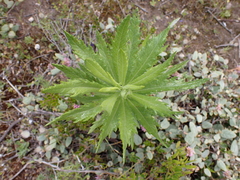 Senecio pterophorus