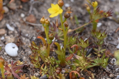 Bulbine bulbosa