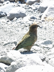 Nestor notabilis