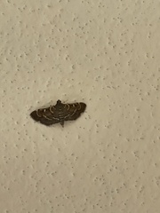 Spilomelinae