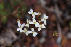 Stylidium