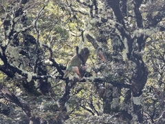 Nestor notabilis