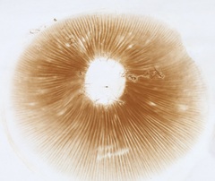 Gymnopilus ventricosus