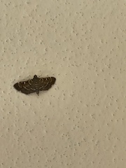 Spilomelinae