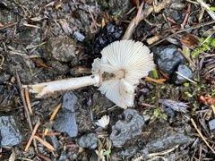 Lepiota