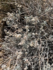 Eriogonum wrightii nodosum