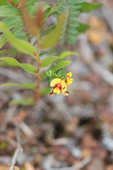 Bossiaea linophylla