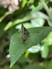 Choranthus vitellius