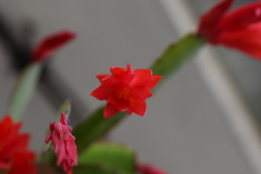 Rhipsalidopsis gaertneri