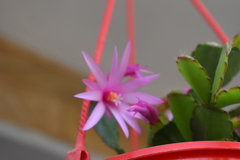 Rhipsalidopsis gaertneri