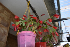 Rhipsalidopsis gaertneri