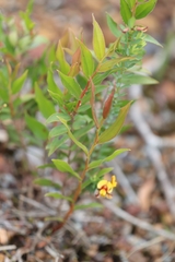 Bossiaea linophylla