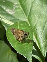 Choranthus vitellius