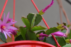 Rhipsalidopsis gaertneri