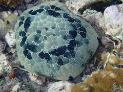 Culcita novaeguineae