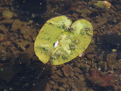 Nuphar variegata